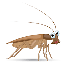 cockroach