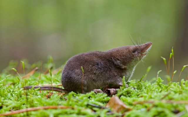 shrew